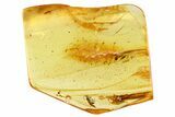 Detailed Fossil Parasitoid Wasp (Diapriidae) In Baltic Amber #357907-1